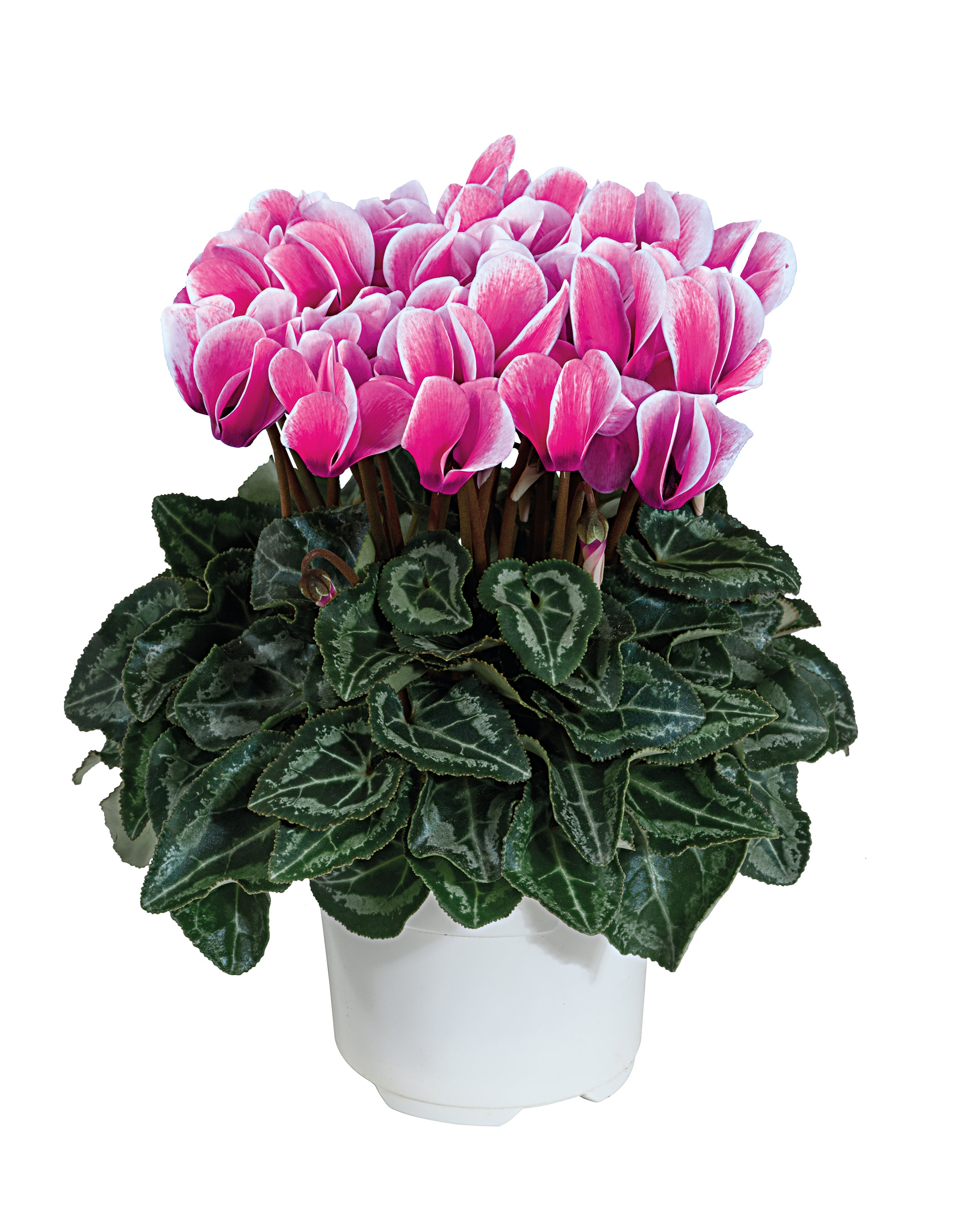 SMARTIZ® FANTASIA® Rose