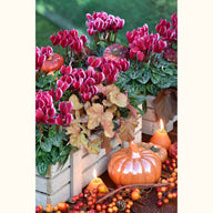 CYCL_6385_img_lstyle_03.JPG