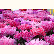 CYCL_69290_img_flow_01.png