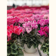 CYCL_69290_img_flow_02.jpg