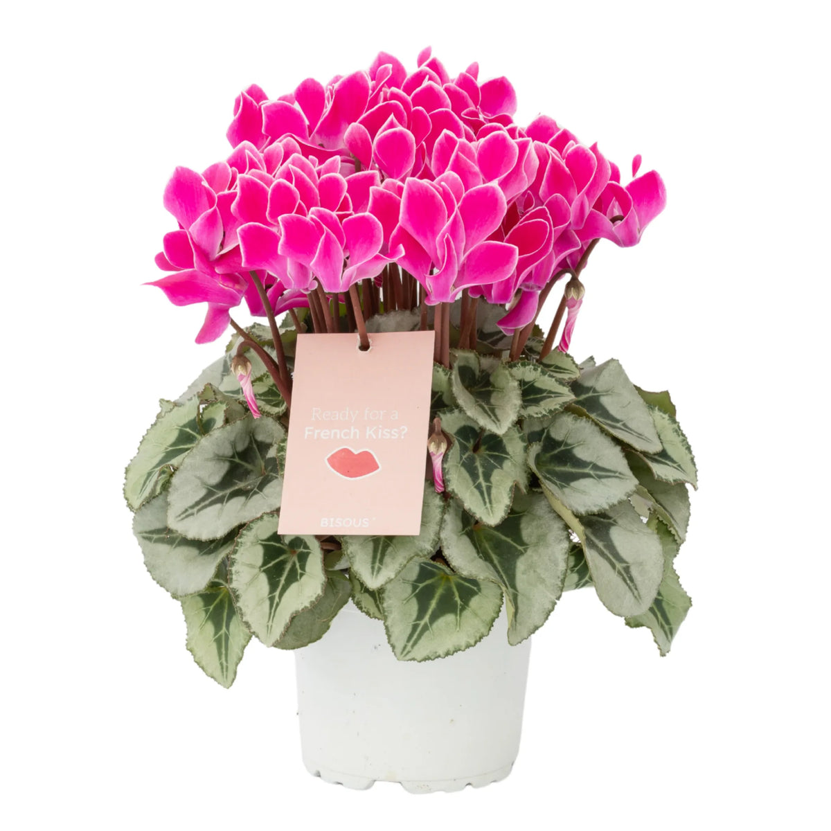 CYCL_69290_img_tag_01.png