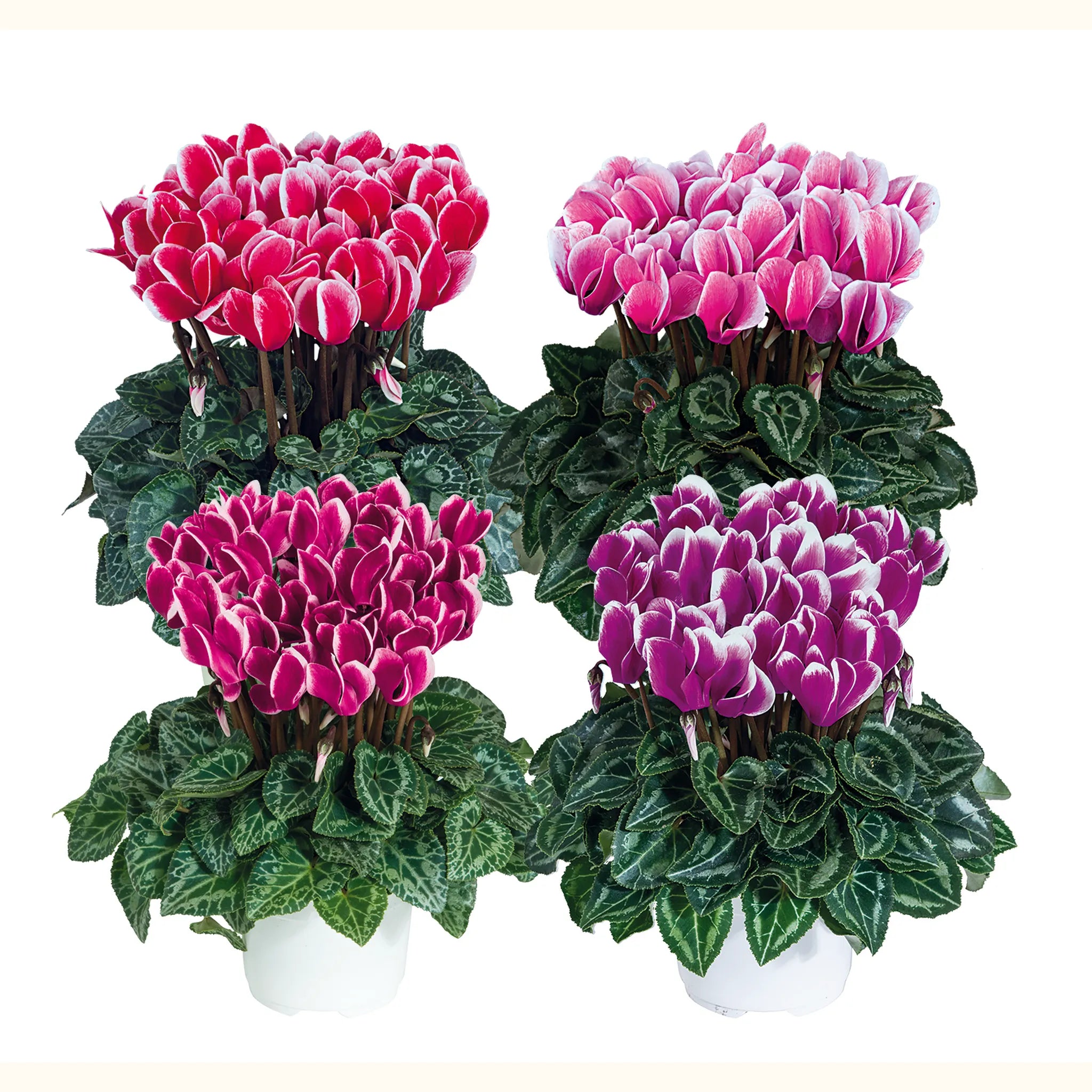 Smartiz® FANTASIA® mix