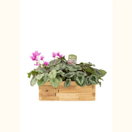 CYCL_LIFY_img_tag_01.png