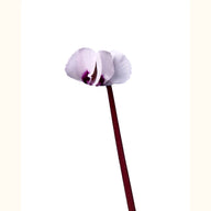 CYCL_coum_blanc_gris_img_flow_01.tif