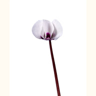 CYCL_coum_blanc_marbre_img_flow_01.tif