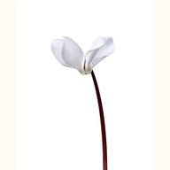 CYCL_coum_blanc_vert_img_flow_01.tif