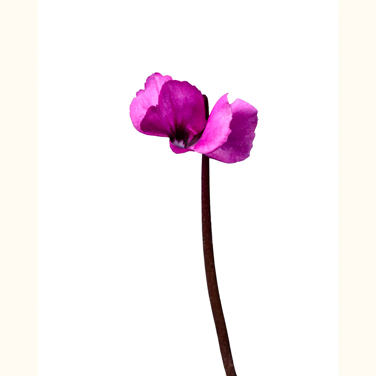 CYCL_coum_christmas_rose_fonce_img_flow_01.tif