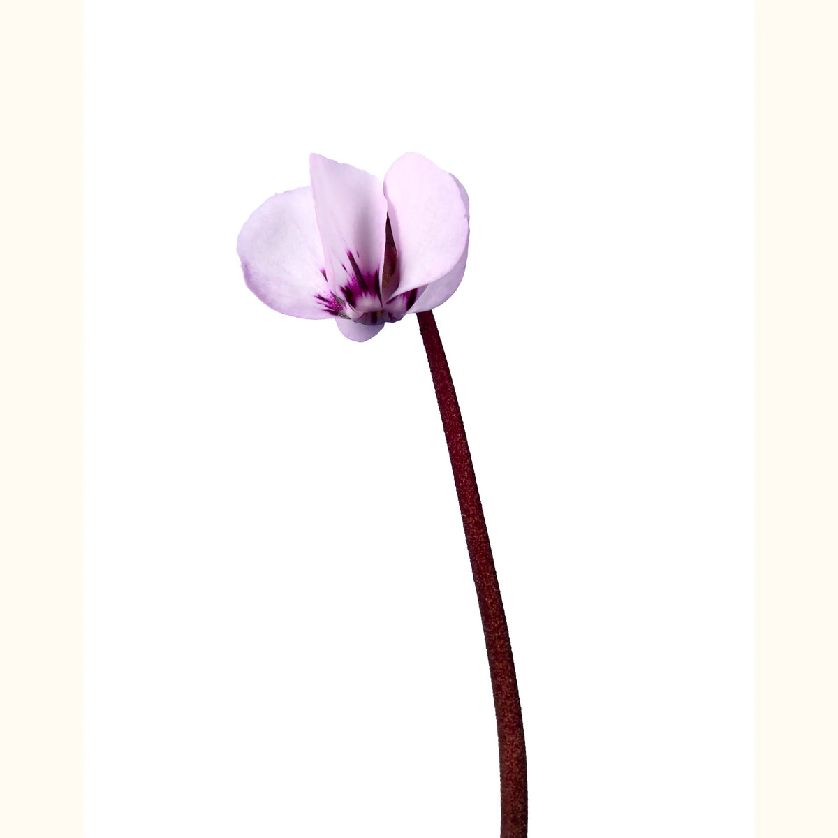 CYCL_coum_christmas_rose_img_flow_02.tif