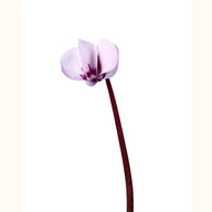CYCL_coum_christmas_rose_img_flow_02.tif