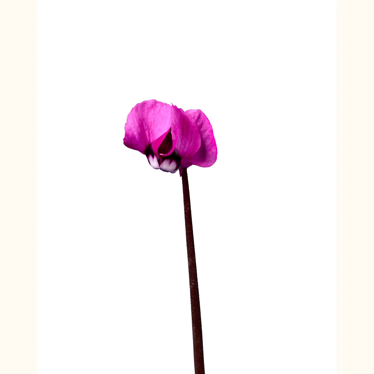 CYCL_coum_fuchsia_vert_img_flow_01.tif