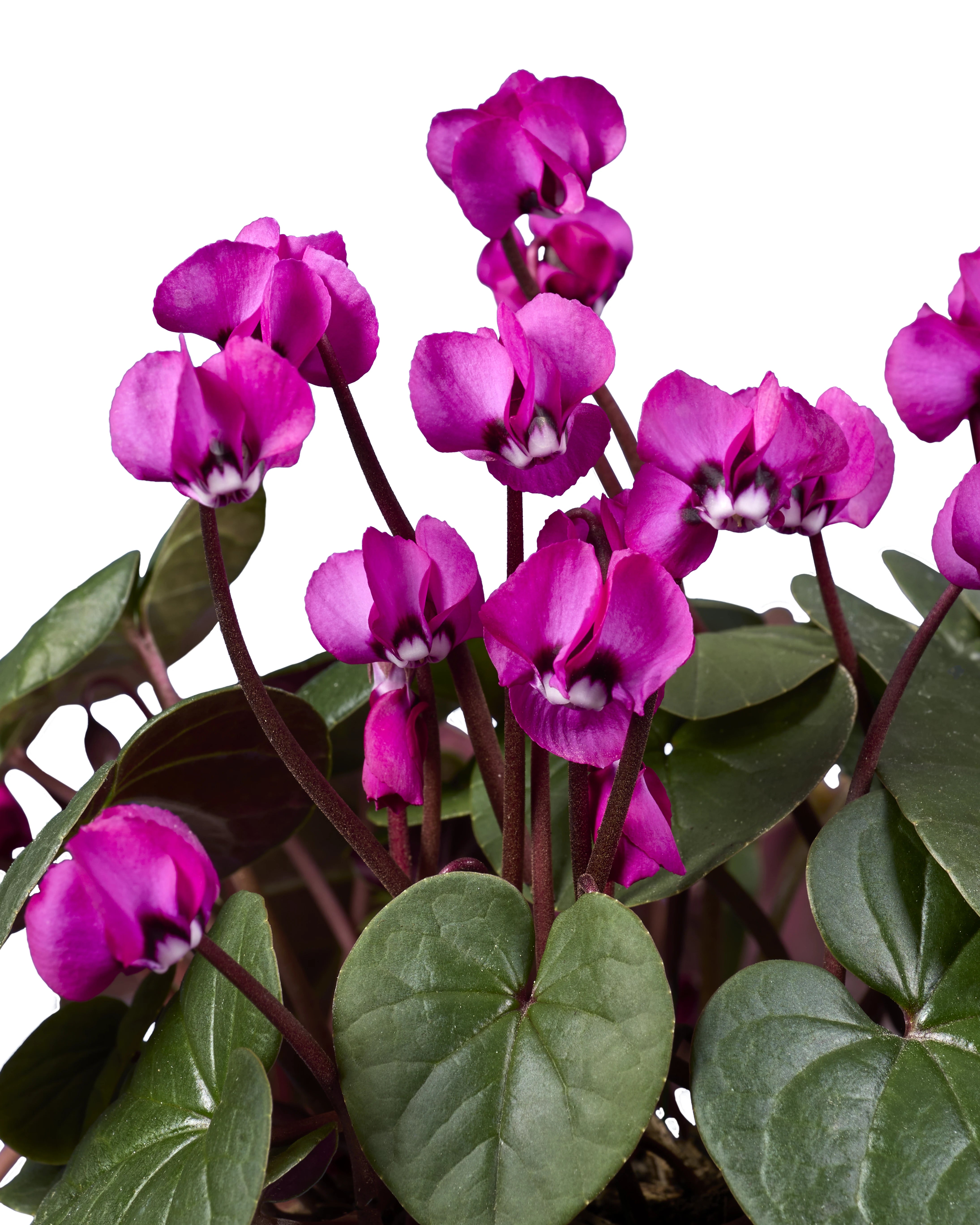 KOUMY® Dark pink green leaf