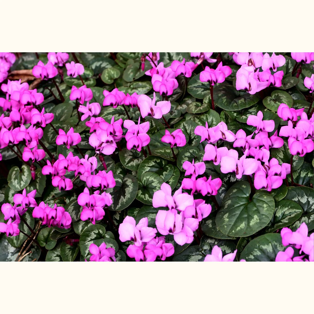 CYCL_coum_landscape_02.png