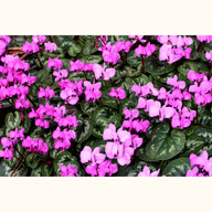 CYCL_coum_landscape_02.png