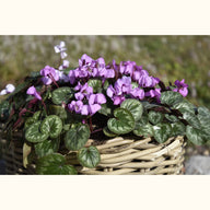 CYCL_coum_marbre_img_lstyle_02.JPG