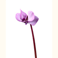 CYCL_coum_rose_argent_img_flow_01.tif