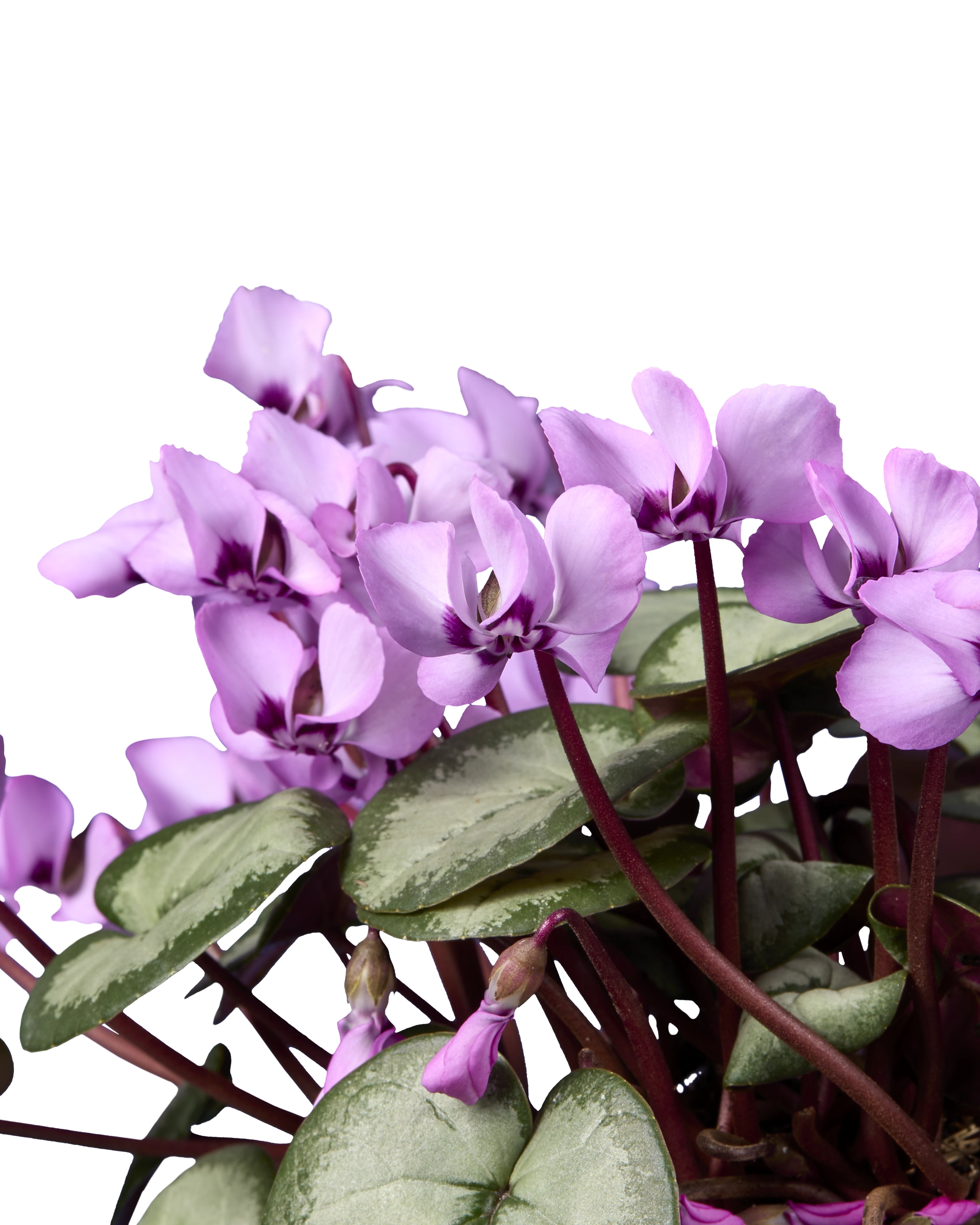 KOUMY® Pink silverleaf