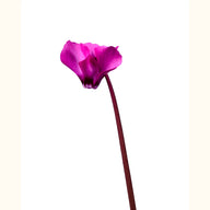 CYCL_coum_rose_gris_img_flow_01.tif