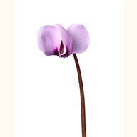CYCL_coum_rose_marbre_img_flow_01.tif