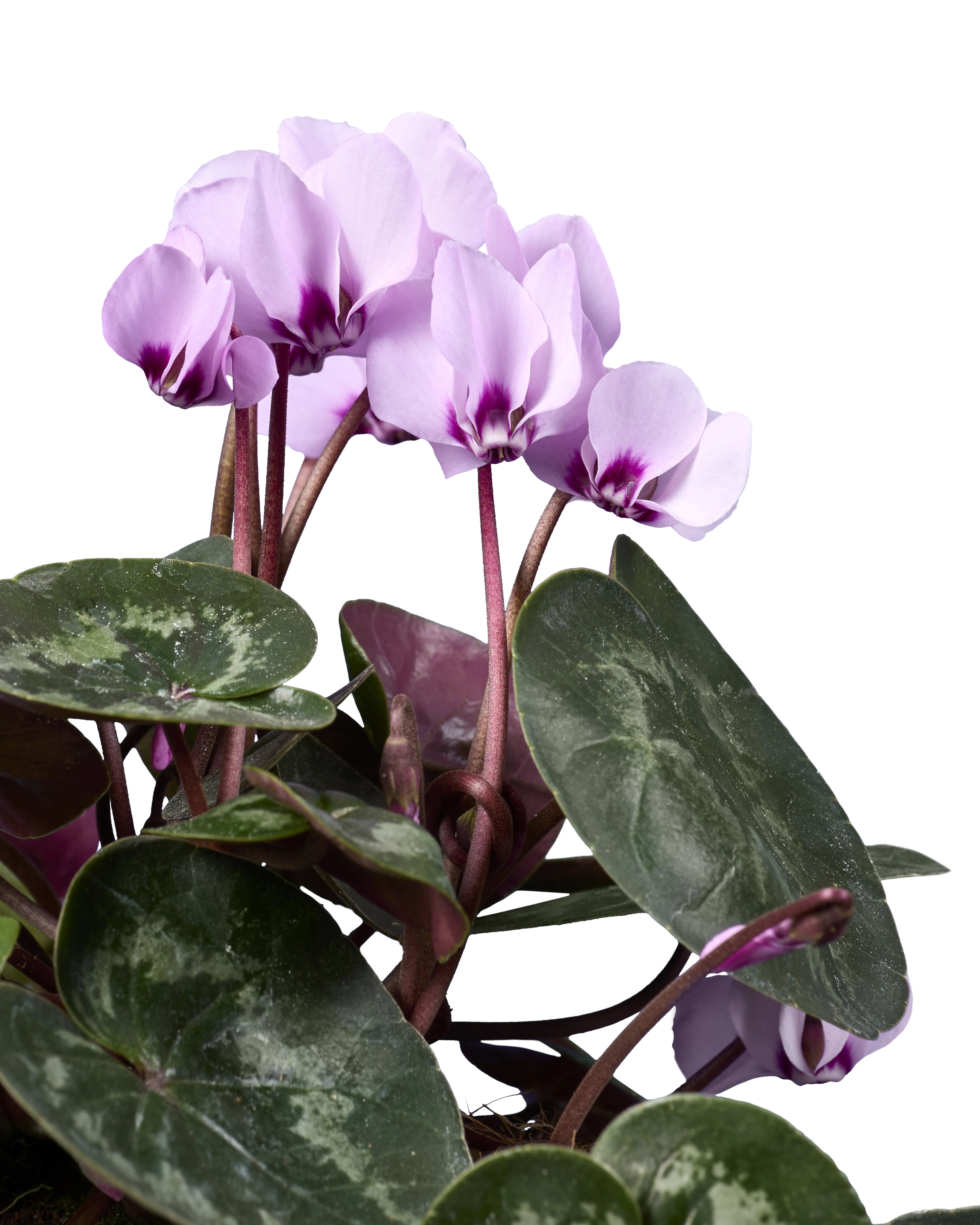 KOUMY® Light pink classic leaf