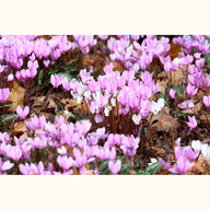 CYCL_hederifolium_landscape_03.png