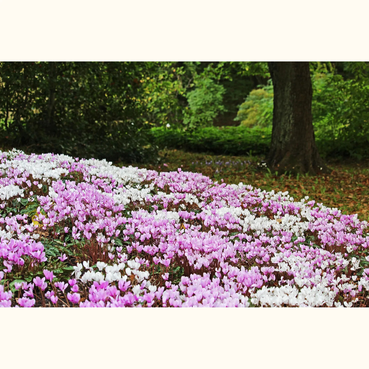 CYCL_hederifolium_landscape_04.png
