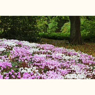 CYCL_hederifolium_landscape_04.png