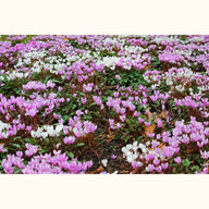 CYCL_hederifolium_landscape_05.png