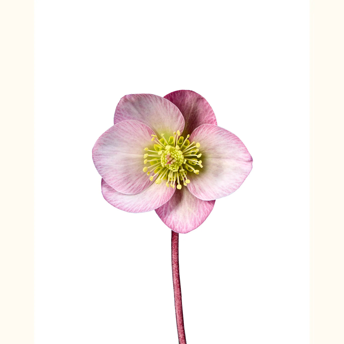 Hellebore orientalis hybride 2414 CU B.tif