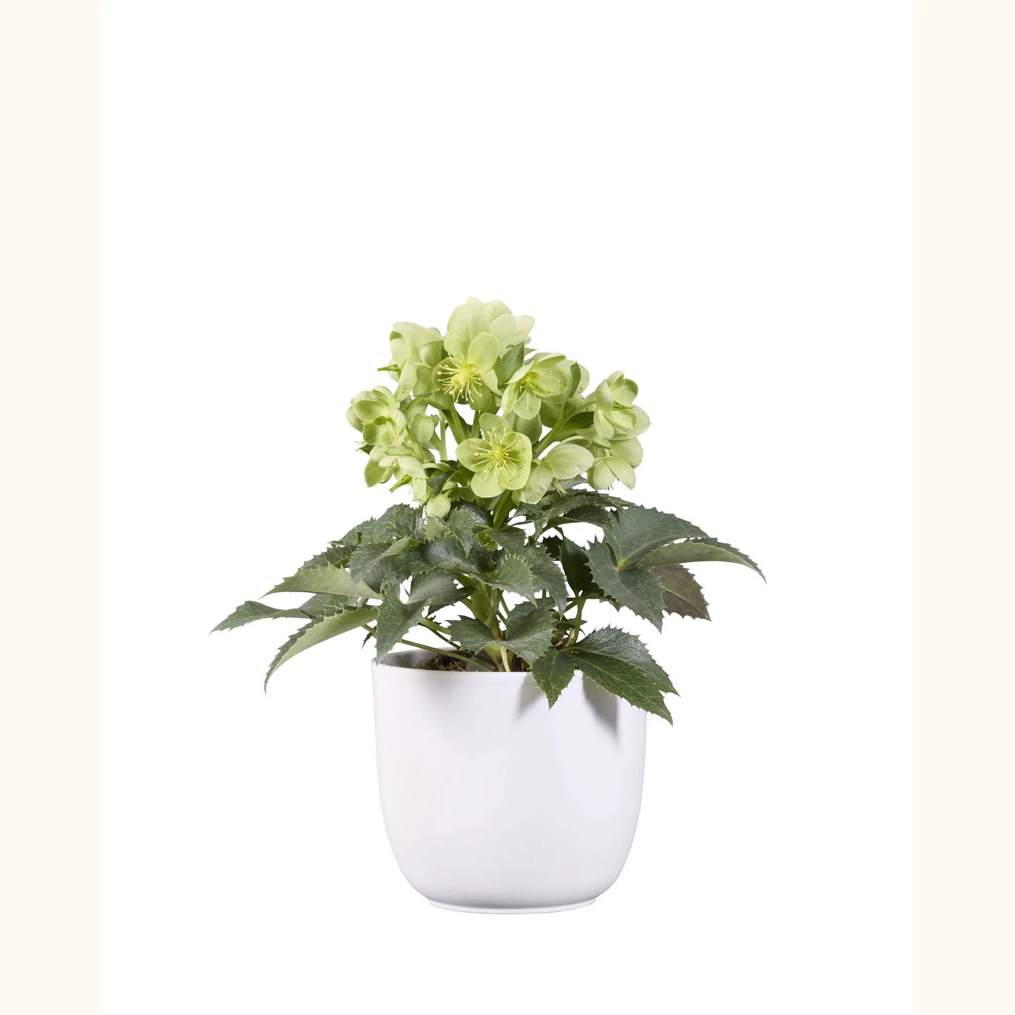 Helleborus argutifolius Verde