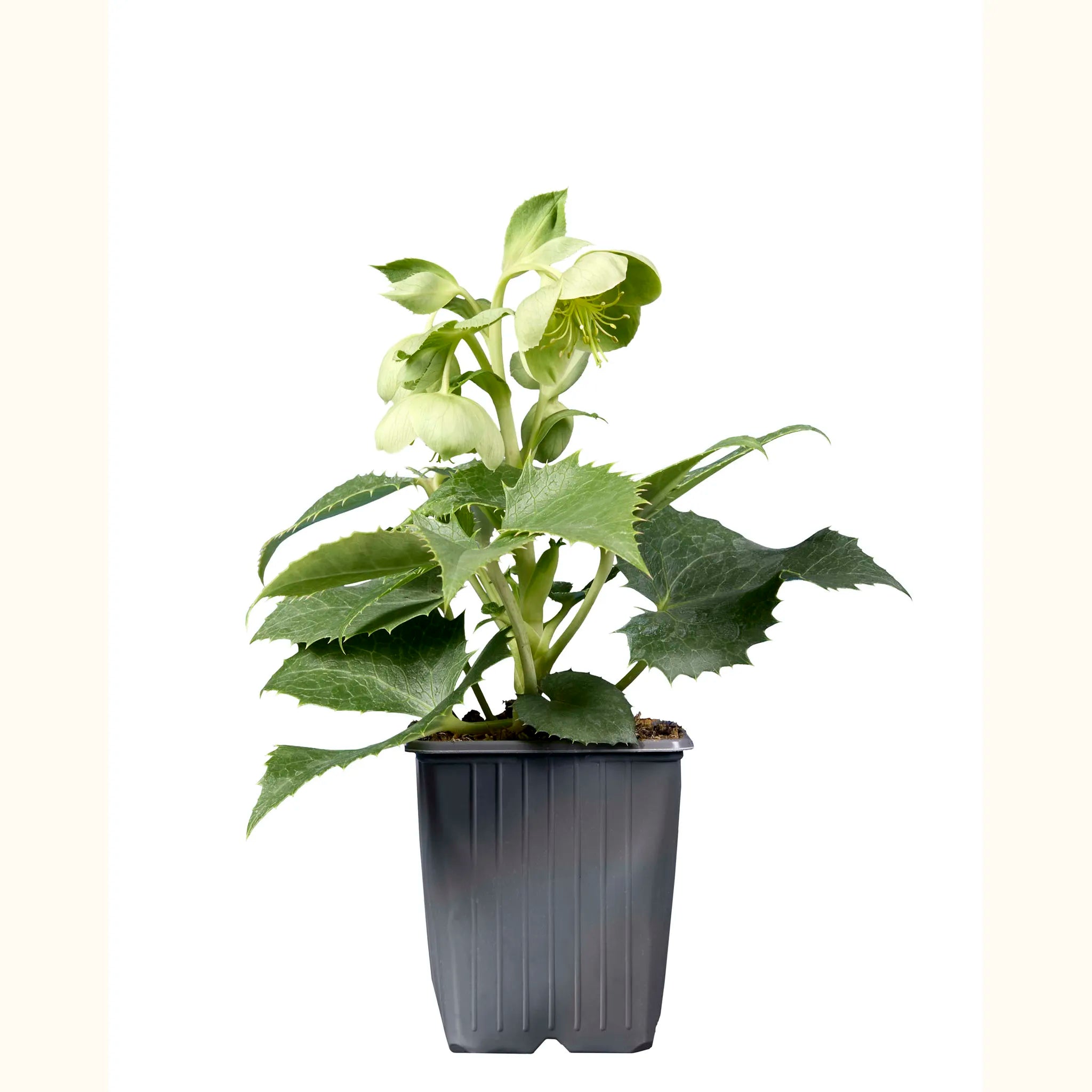 Hellebore argutifolius