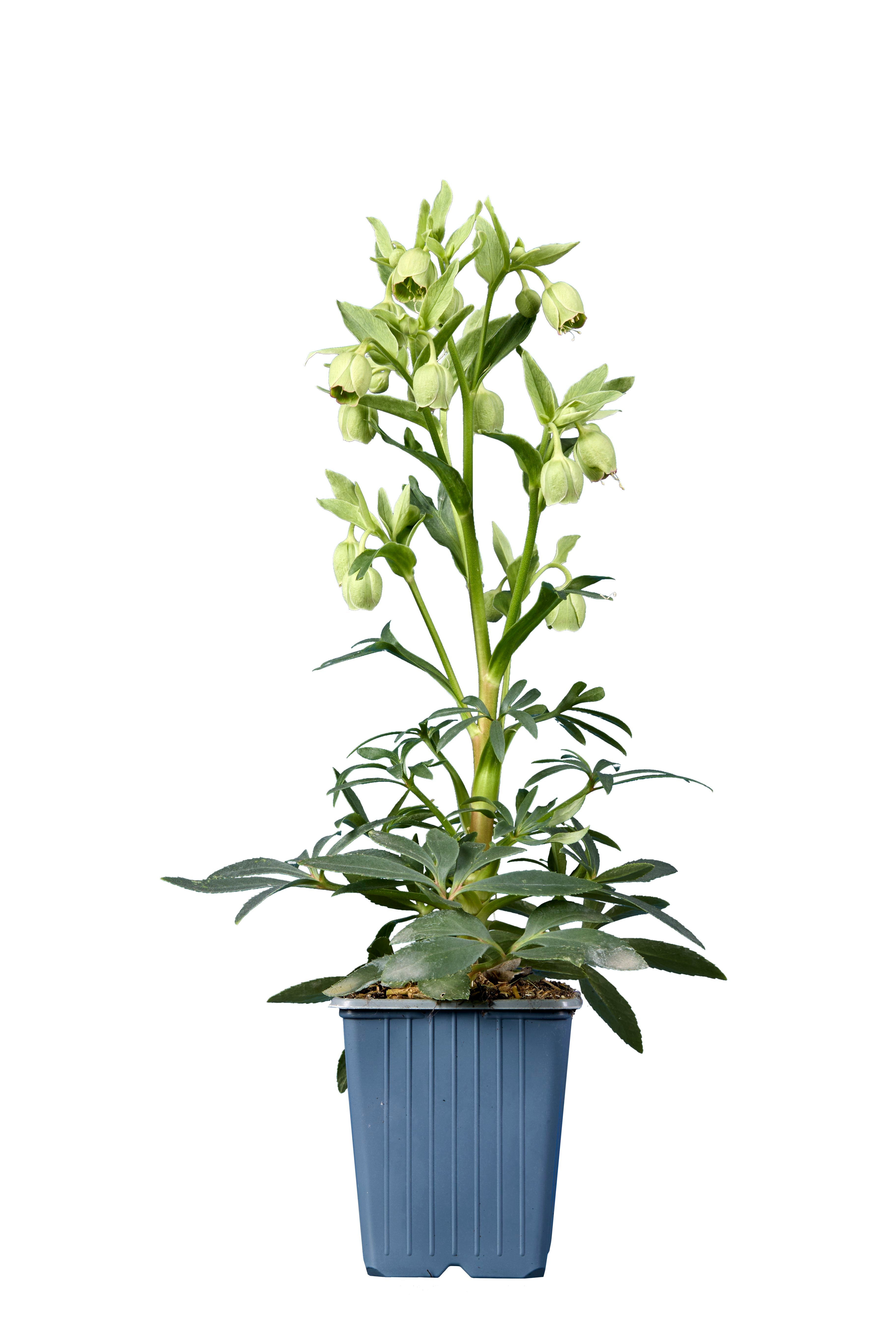 Helleborus foetidus Green