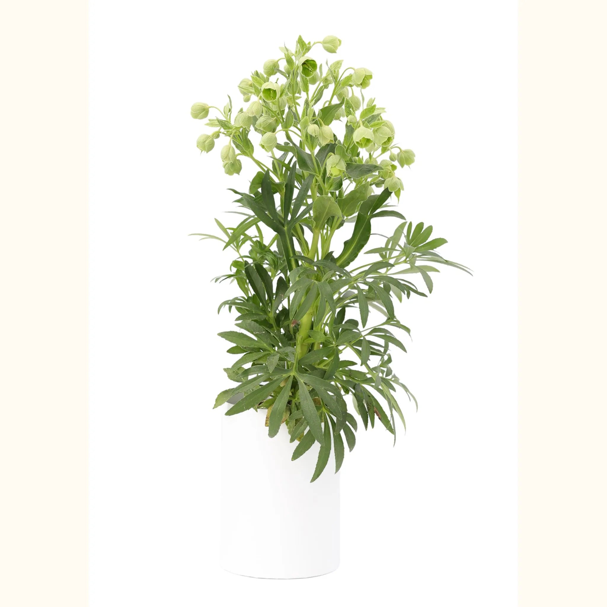 Hellebore foetidus