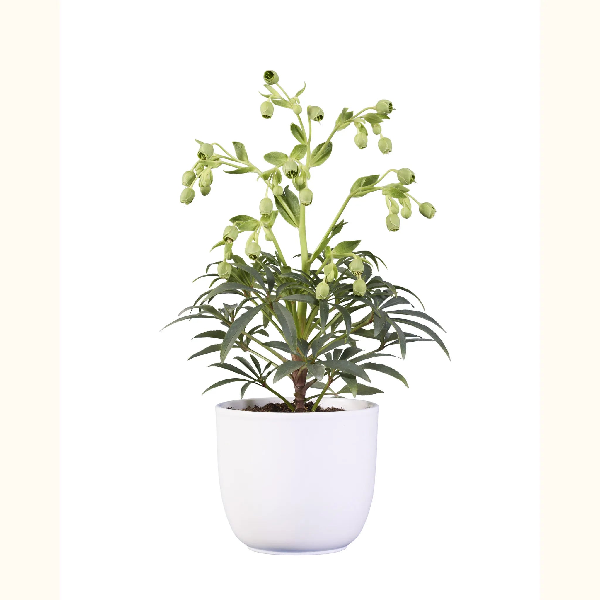 Helleborus foetidus Wester Flisk