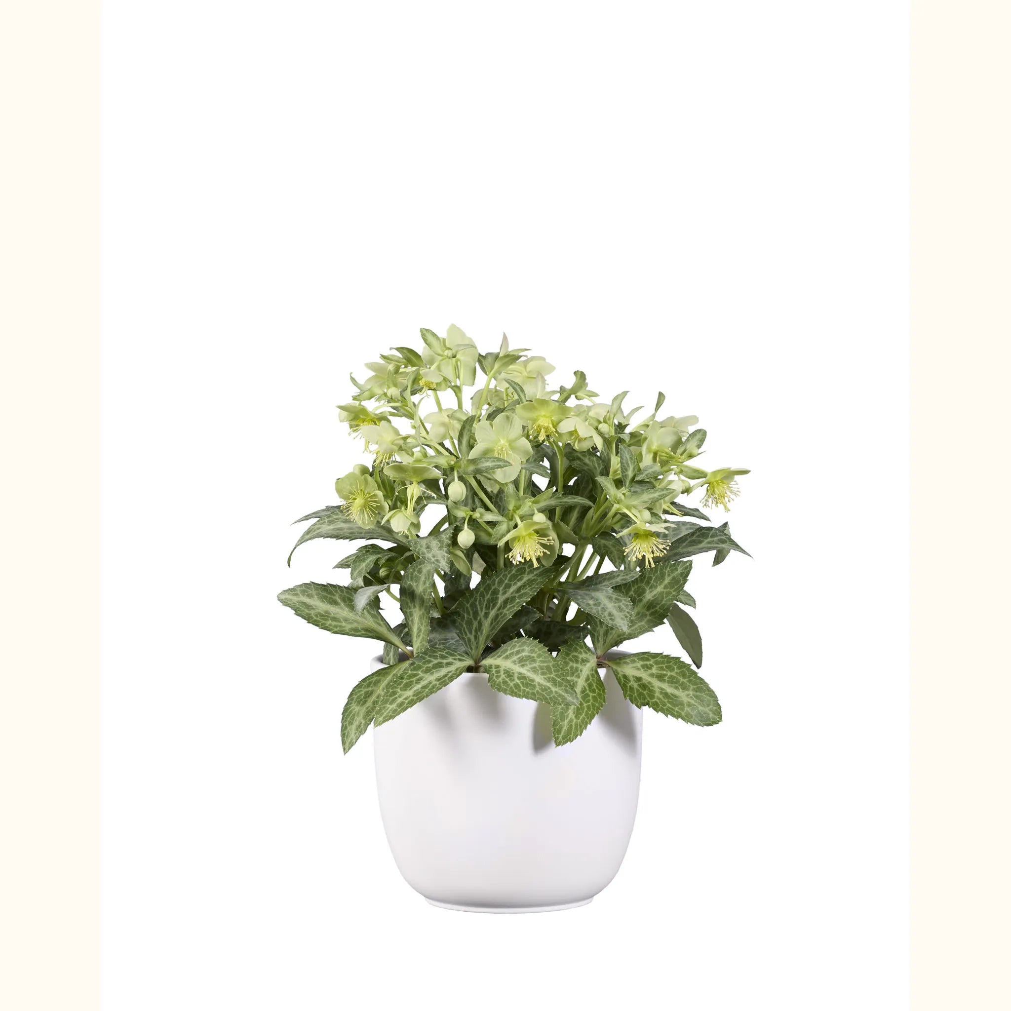 Helleborus lividus Lilac Marble