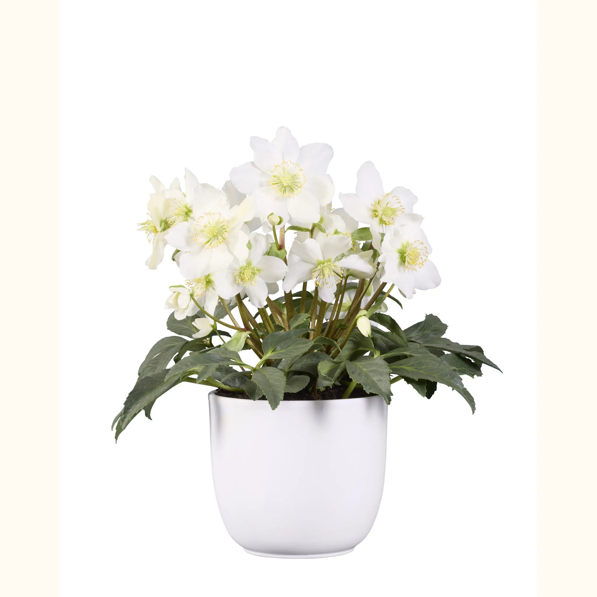 SNØYA® White Early Vigorous