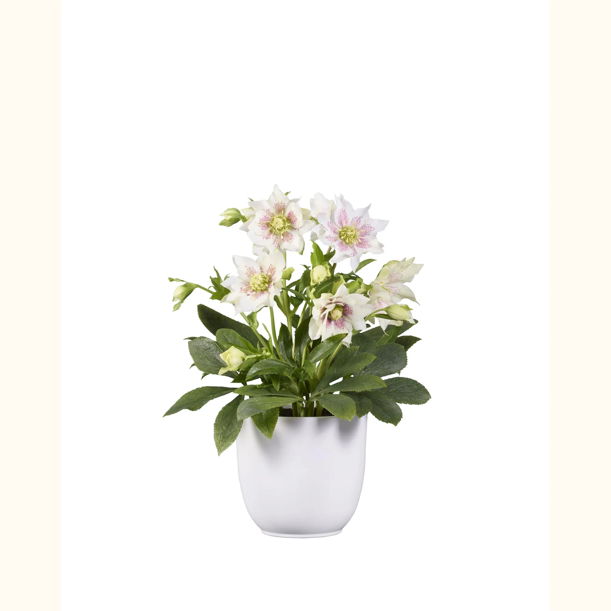 GRØØVE® Blanc Double spotted