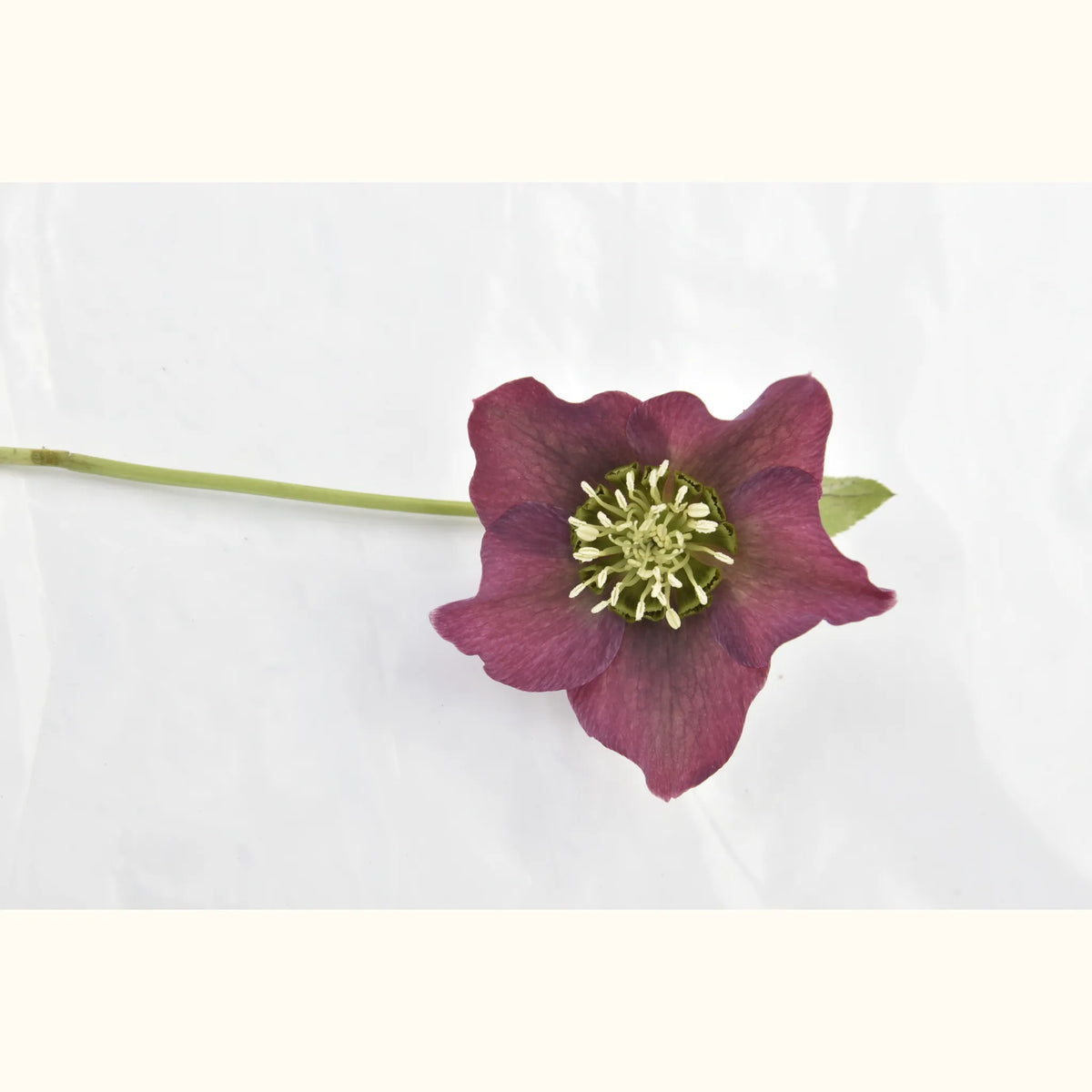 HELLE_orientalis_violet_rouge_2429_img_pshot_01.JPG