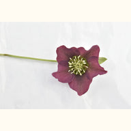 HELLE_orientalis_violet_rouge_2429_img_pshot_01.JPG