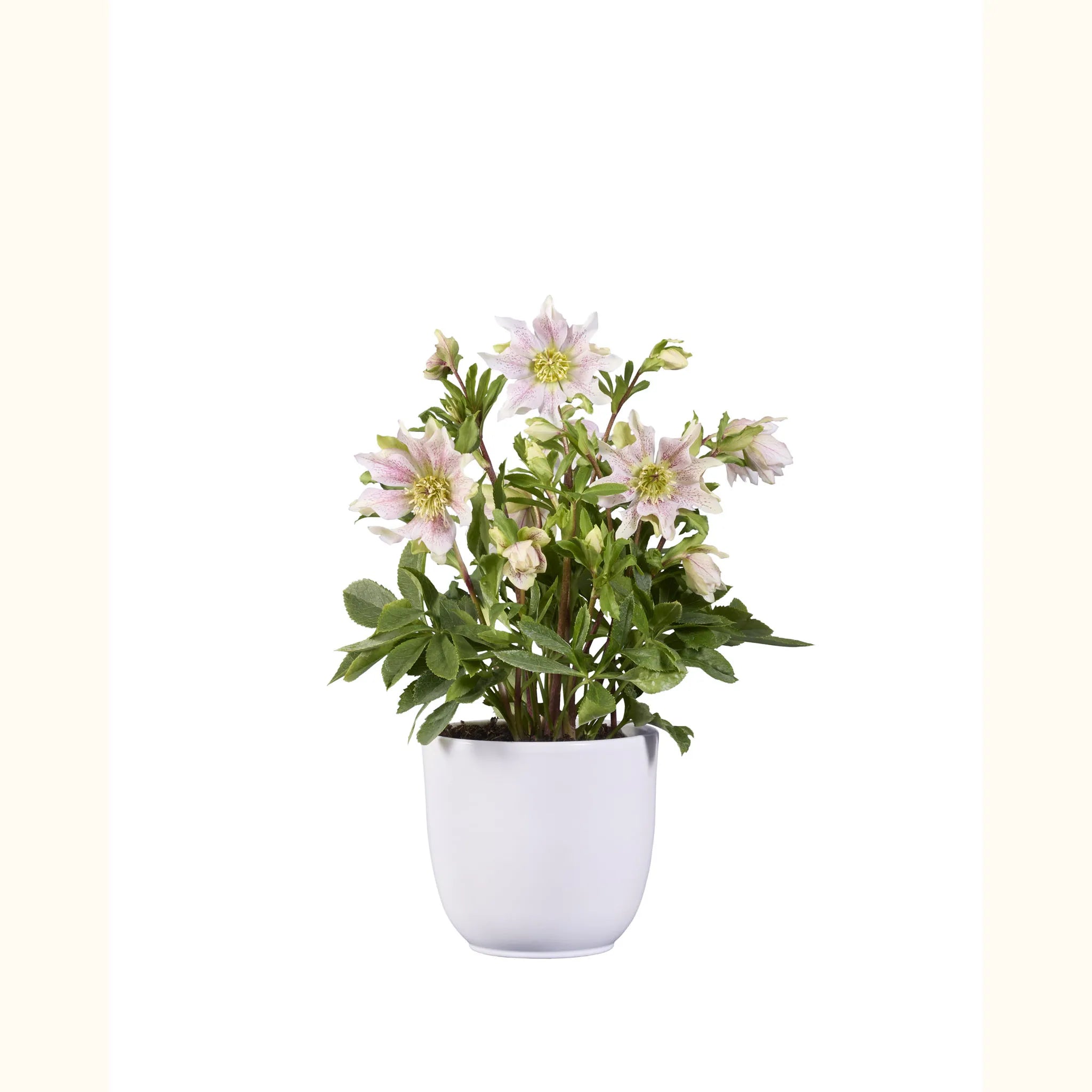 GRØØVE® Rose Clair Double spotted