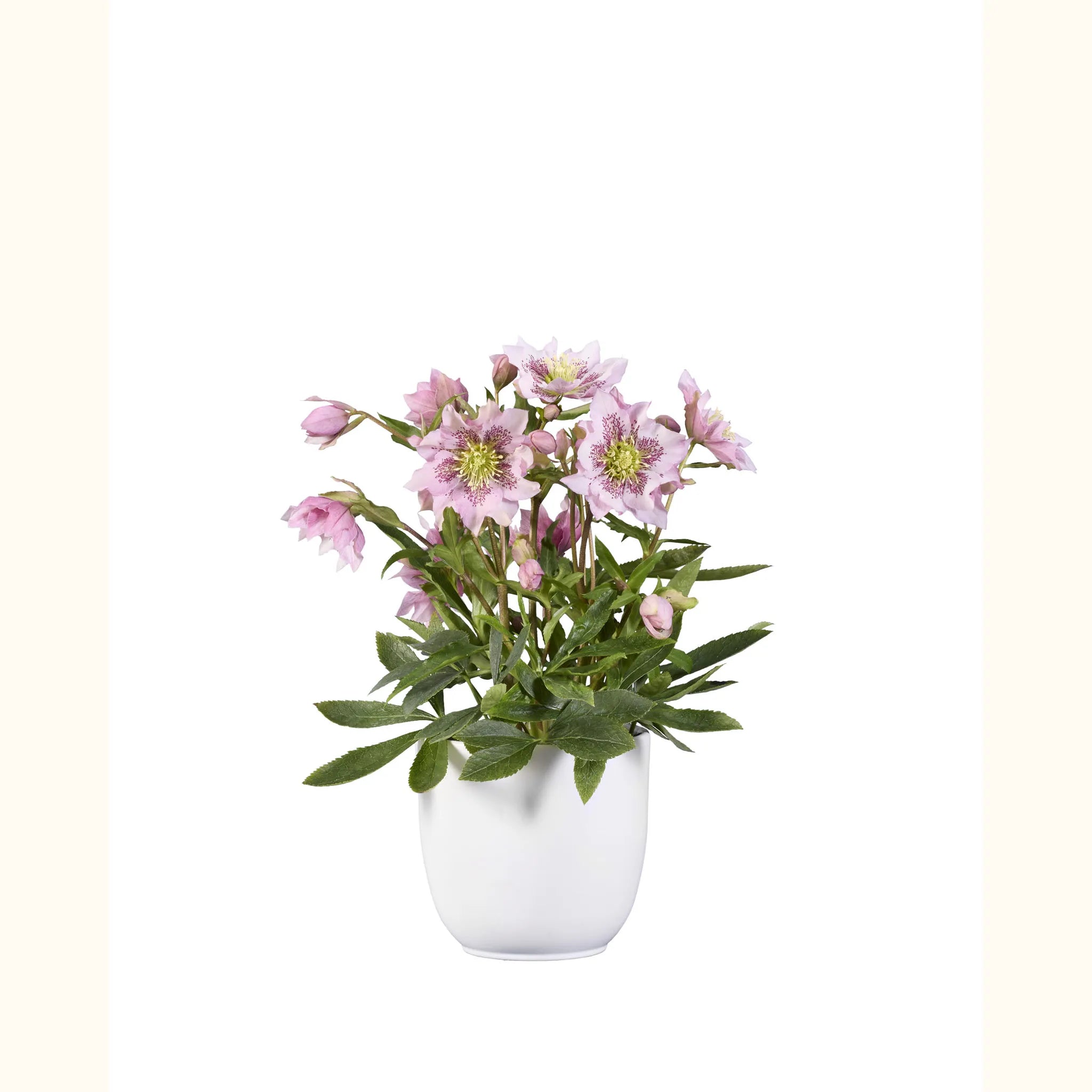 GRØØVE® Rosa maculato doppio