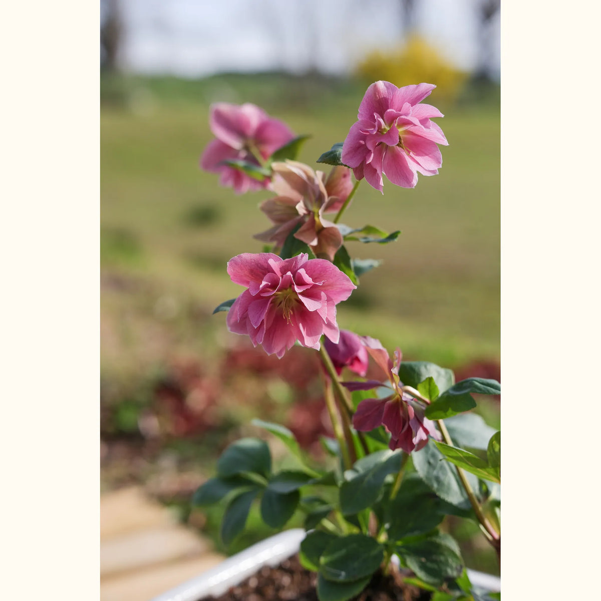 HELLE_100952_img_flow_01@aurelle.lphotographe_0151.jpg