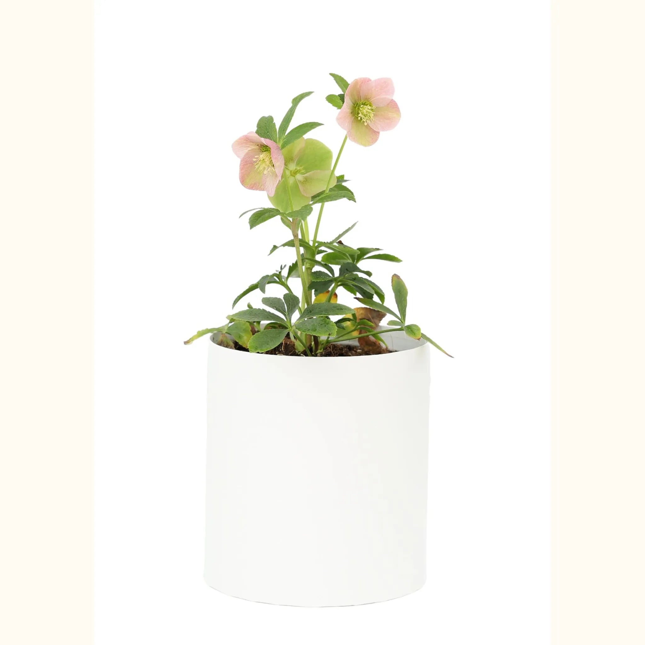 GRØØVE® Rose