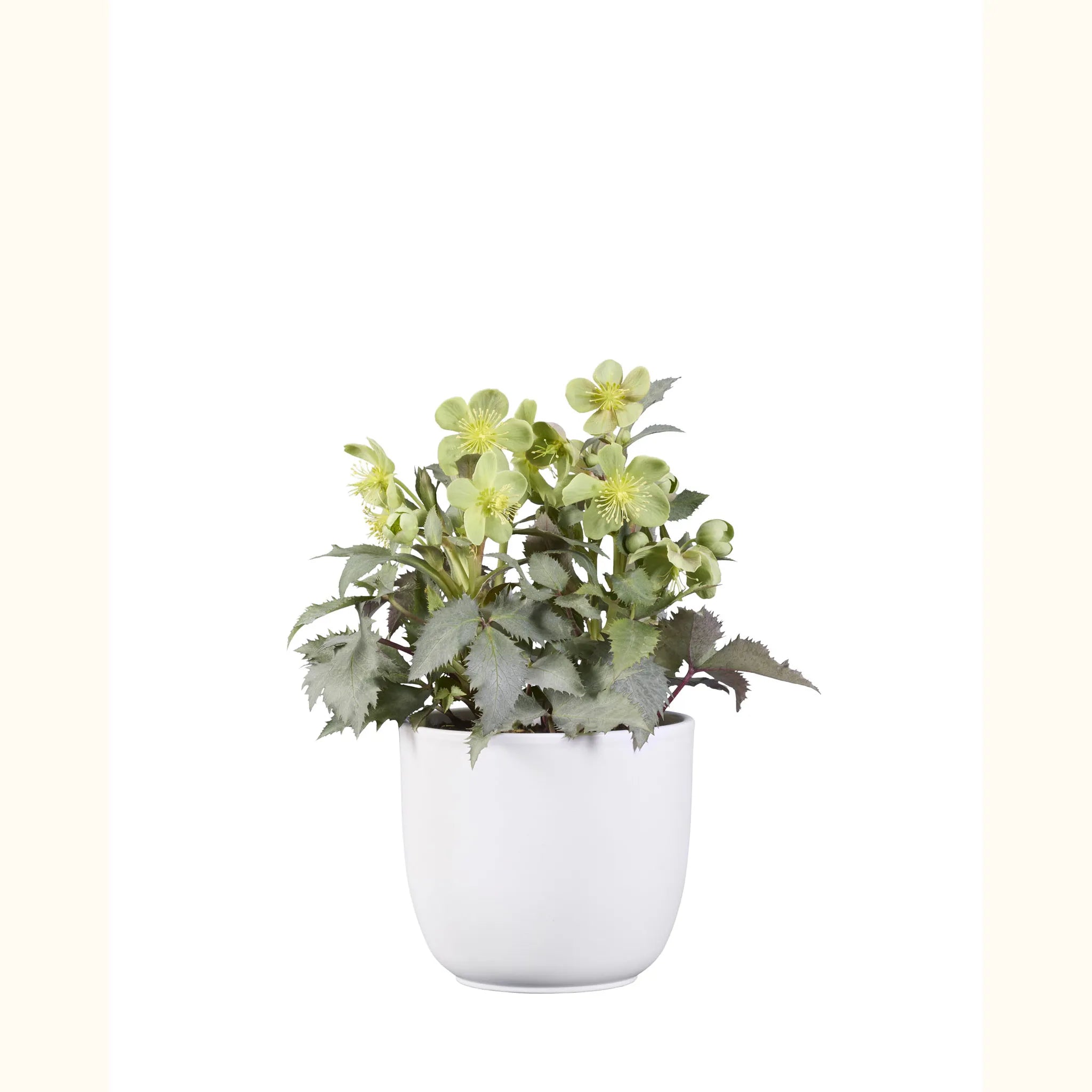 Helleborus x sternii Silver Dollar