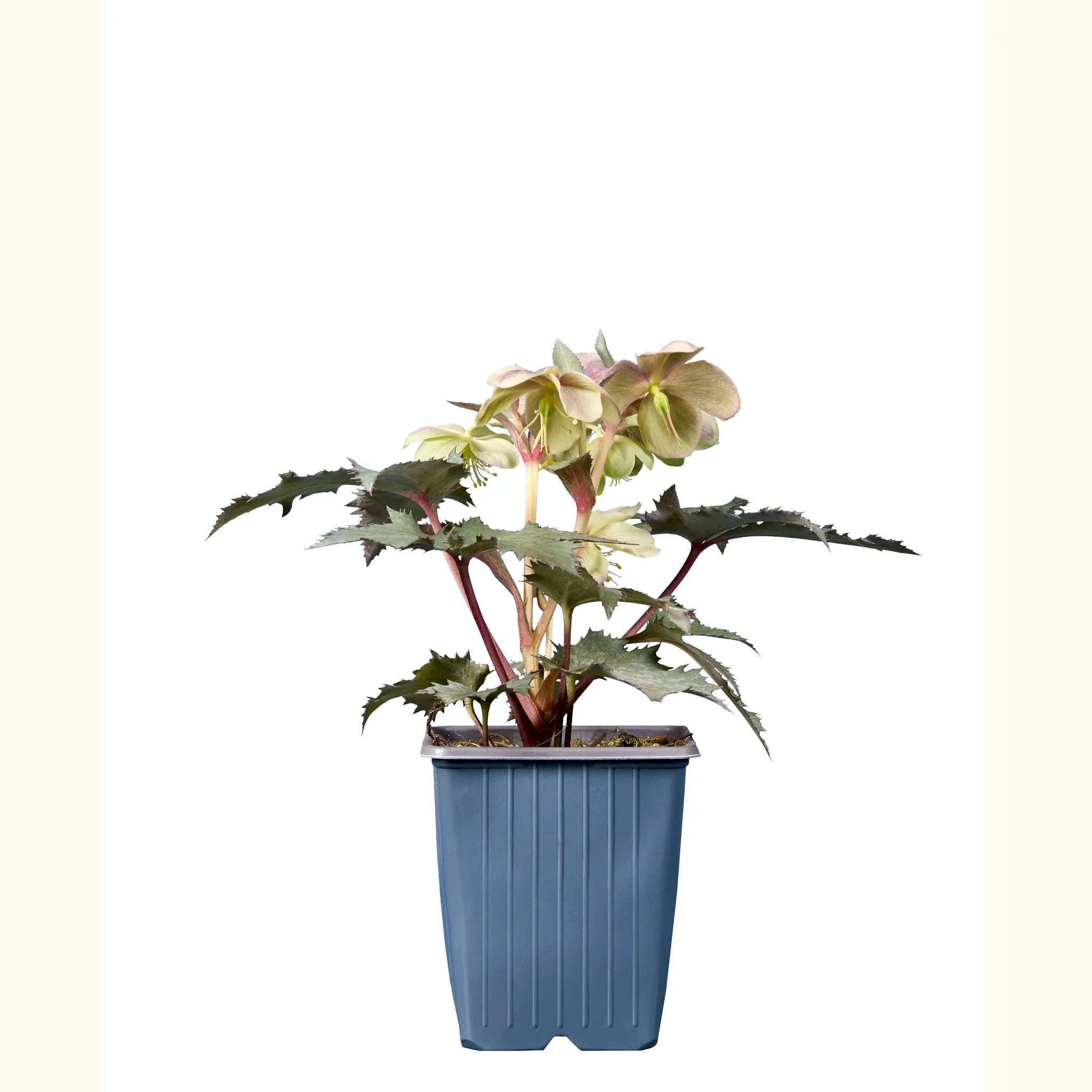 Hellebore sternii