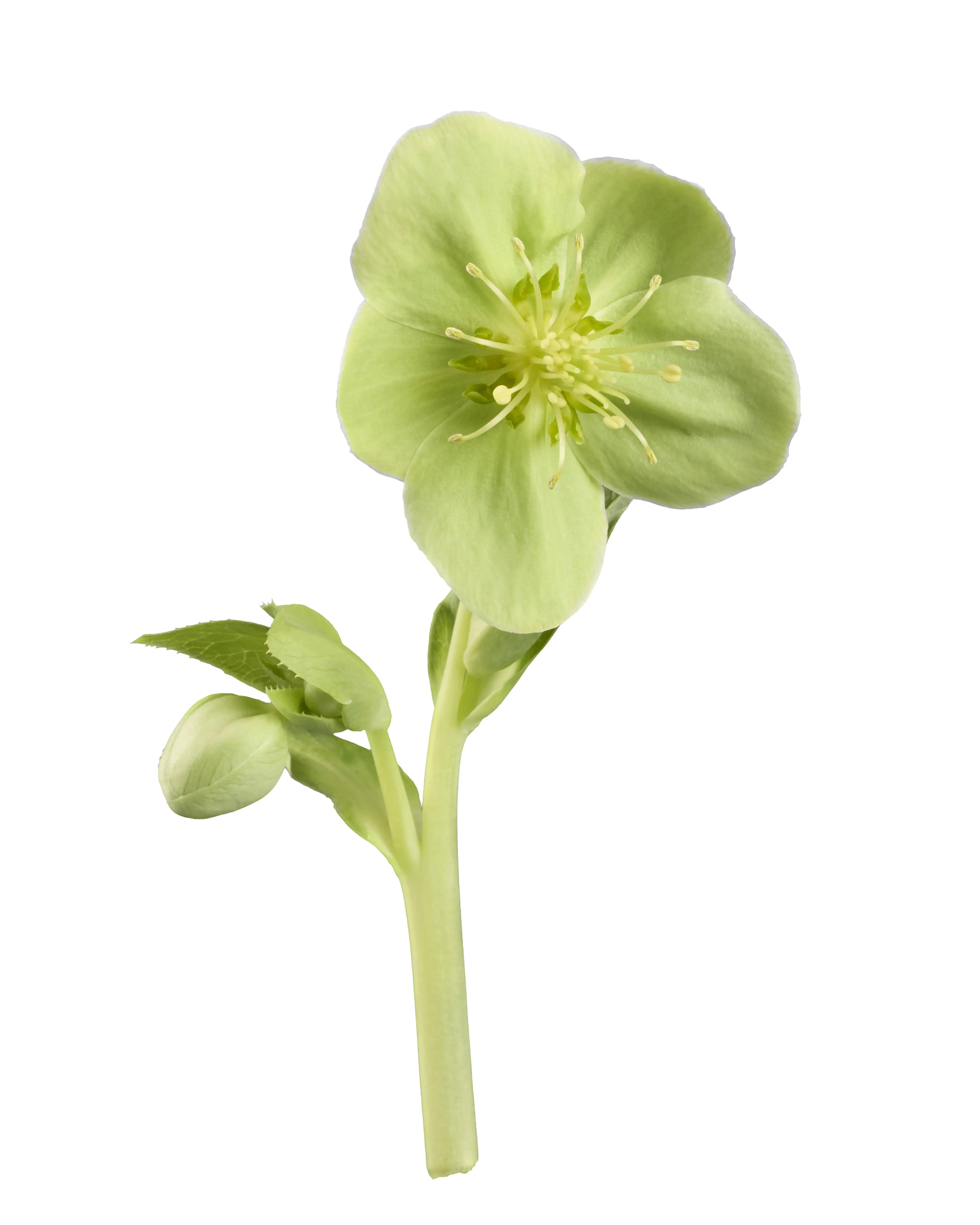 Helleborus sternii Green