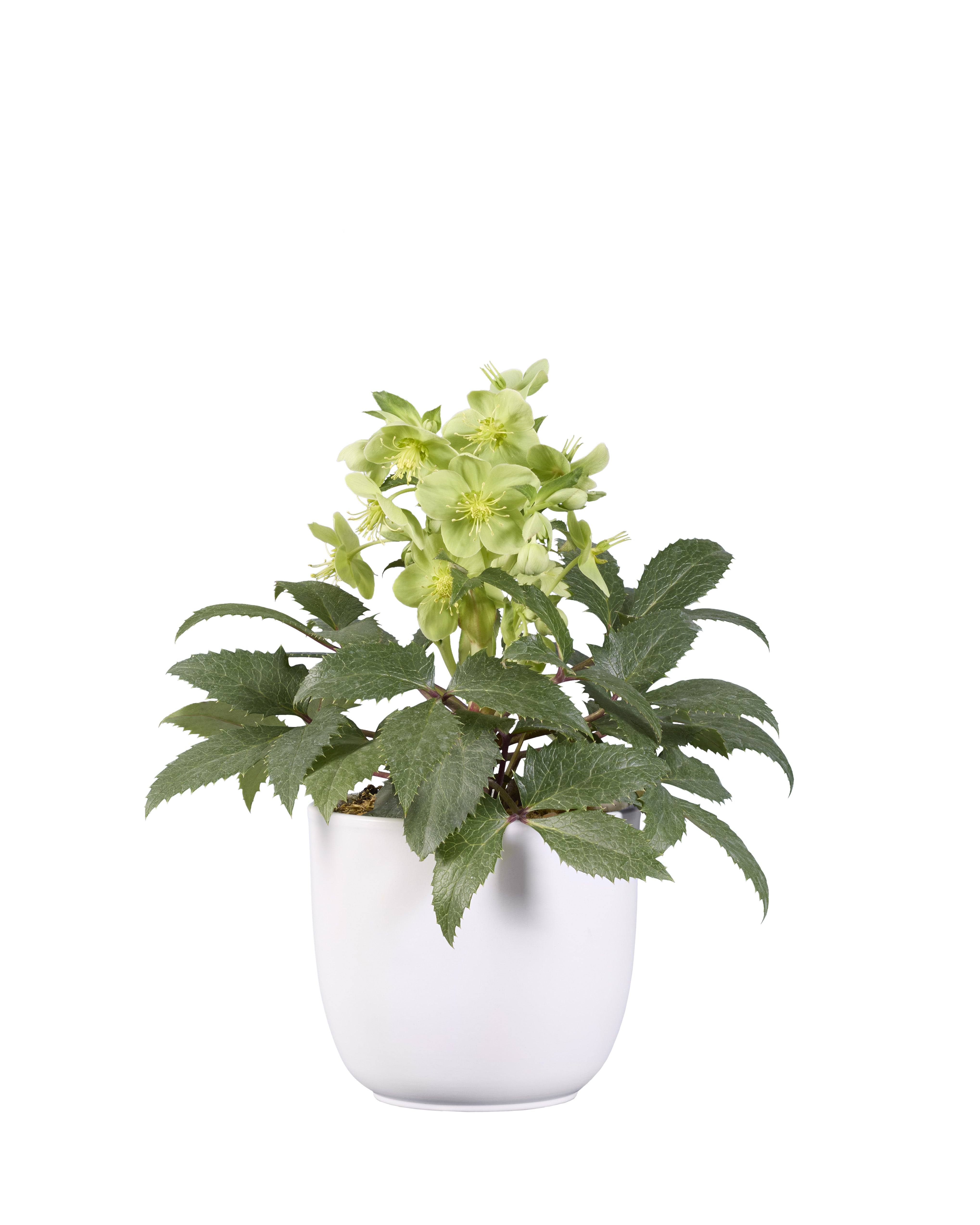 Helleborus sternii Green