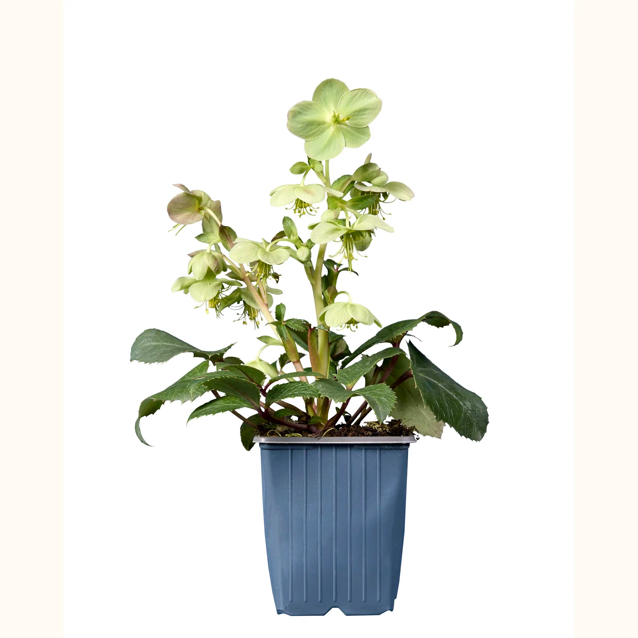 Hellebore sternii
