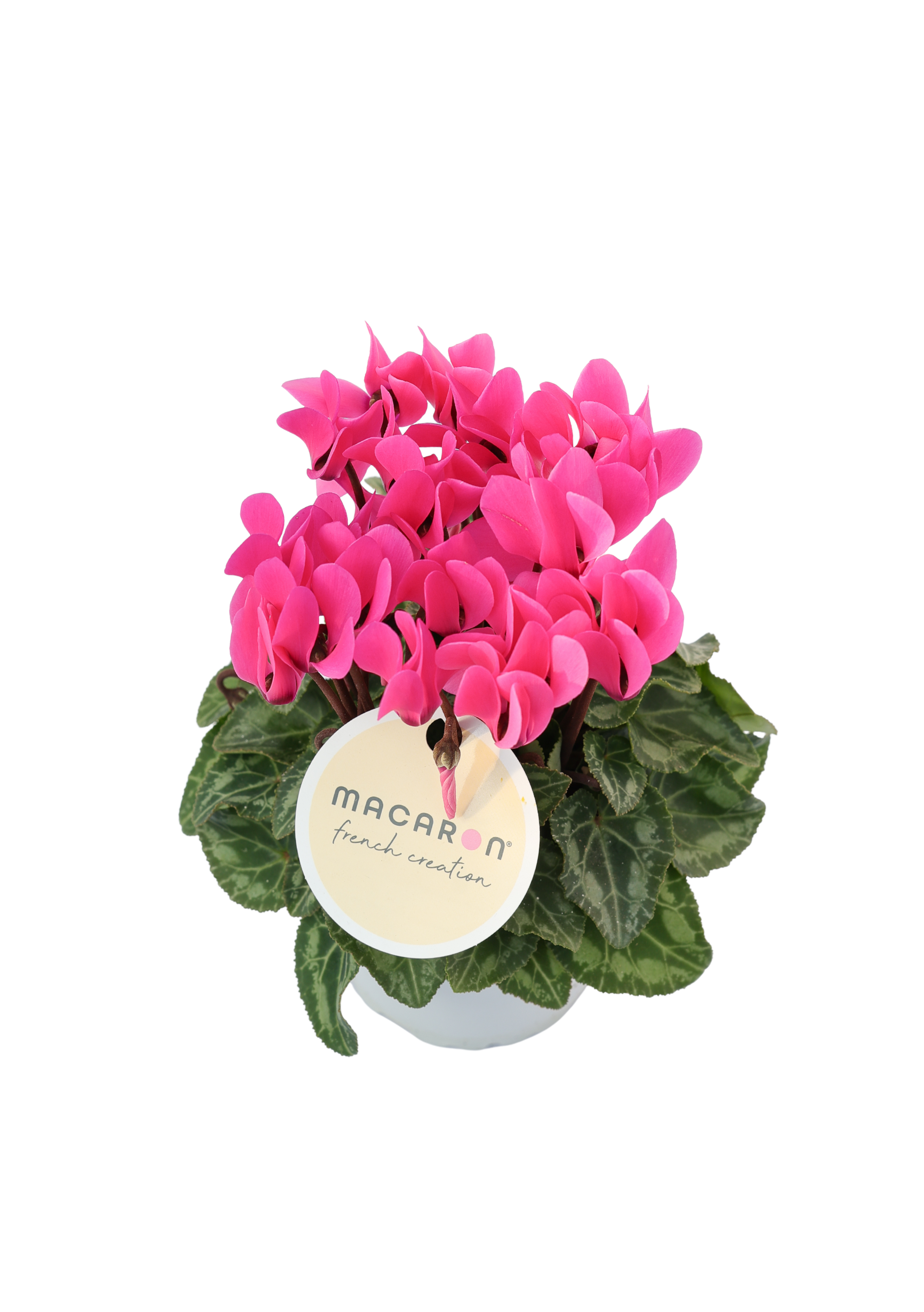 Étiquette MACARON® 