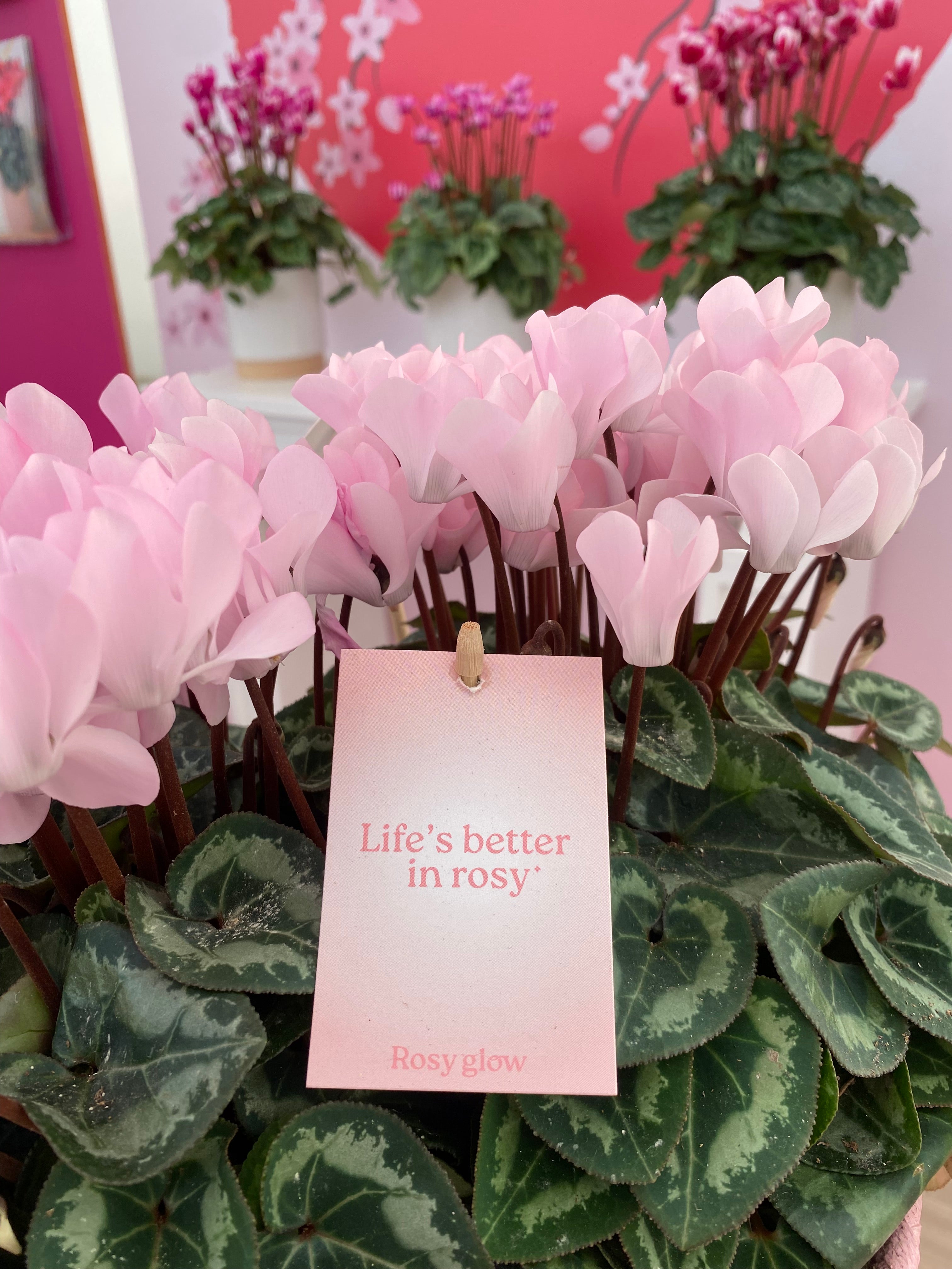 ROSY GLOW® Etikett 