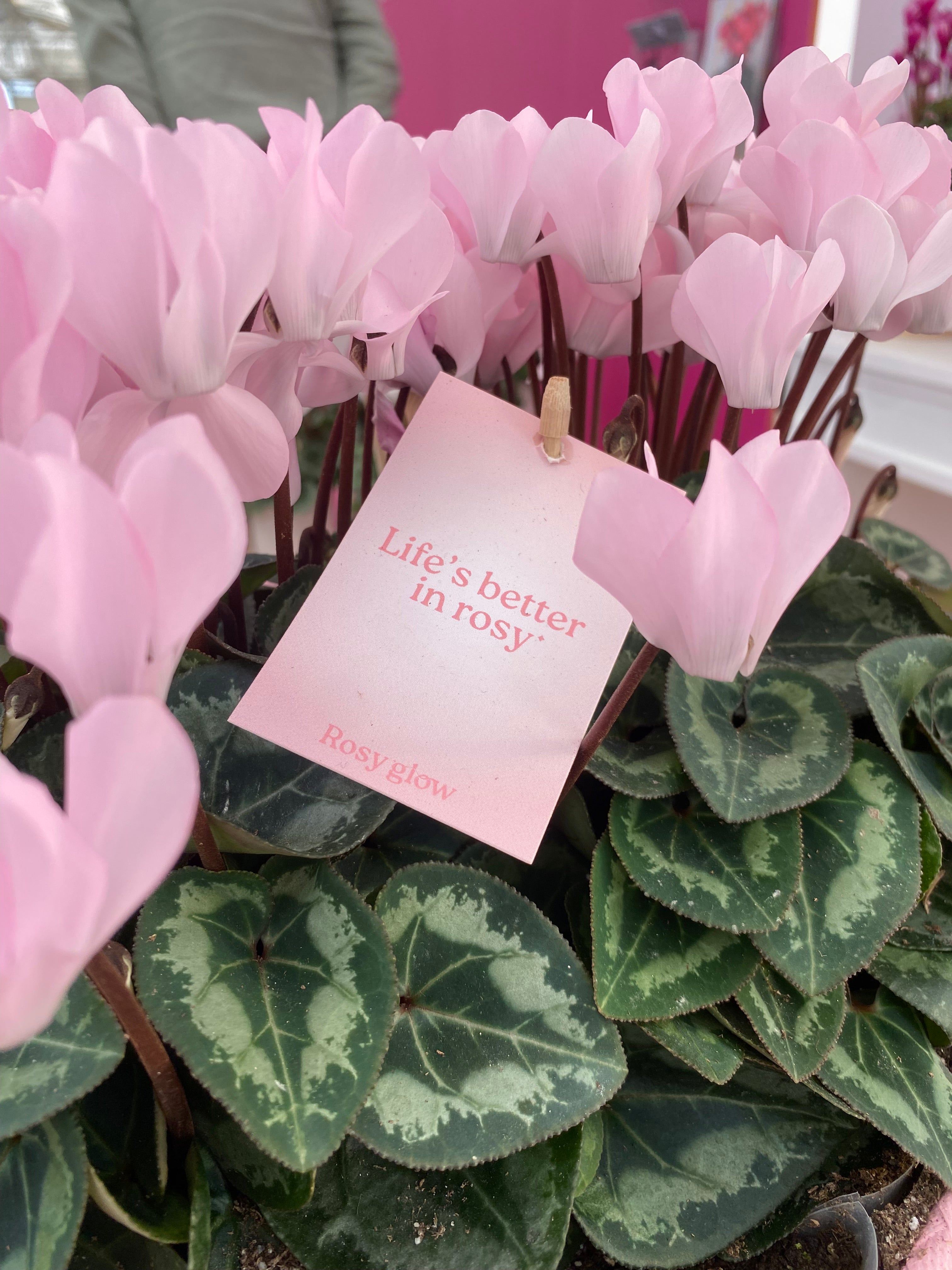 ROSY GLOW® Etikett 